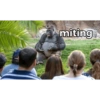 miting