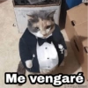 🌈 Gatitos para responder 5 🐈 13