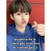 picadura de la
cobra gay si te pica
te vuelves gay