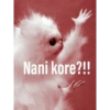 Nani kore?!!