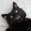 Gatos divertidos 😼 28