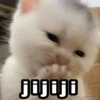 🌈 Gatitos para responder 5 🐈 22