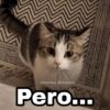 🌈 Gatitos para responder 5 🐈 28