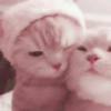 ᥫ᭡  soft pack  ،،̲🌷 ๋࣭ 7