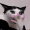 GATOS CURA DEPRESIÓN🙀😎🤠 6