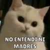 Dilo con Michis pt.6 🐱🤎 6