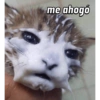 GATOS CURA DEPRESIÓN🙀😎🤠 15