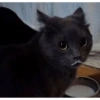 Gatos cura depresión 9
