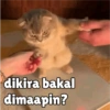 dikira bakal
dimaapin?