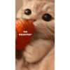 Gatitos tiernos✨ 11