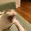 Gatos 27