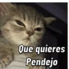 GATOS CURA DEPRESIÓN🙀😎🤠 7