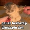 gaush berharap
dimaapin deh