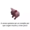 A veces quisiera ser un conejito por
que cogen mucho y viven poco