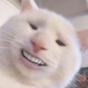 Cats random 8