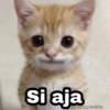 🌈 Gatitos para responder 5 🐈 15