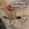 Animalitos 14