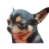 Chihuahuas 9
