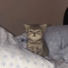 Gatitos 15