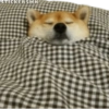 Animales Friolentos 🥶❄ 7