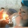 Cats.exe 9