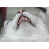 O gato chateado 17