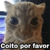 🌈 Gatitos para responder 5 🐈 24