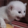 ❤️Gatos Cura depresión😮‍💨😾 8