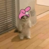GATOS CURA DEPRESIÓN🙀😎🤠 14