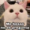 🌈 Gatitos para responder 5 🐈 14