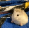 Animalitos memeando ✨ 19