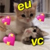 Gatinhos memeiros 🐱 5