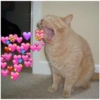 Gatos 9