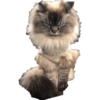 Gatitos Enojados 6