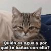 🌈 Gatitos para responder 5 🐈 21