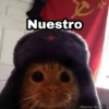 🌈 Gatitos para responder 5 🐈 12