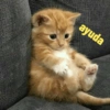 ayuda
