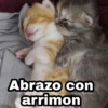 🌈 Gatitos para responder 5 🐈 23