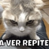 Animalitos 13