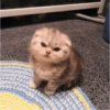 Gatitos 10