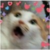 Gatos 6