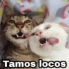 🌈 Gatitos para responder 5 🐈 26
