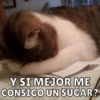 Dilo con Michis pt.6 🐱🤎 16