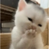 A9