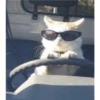 Gatitos mood 10