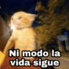 🌈 Gatitos para responder 5 🐈 7