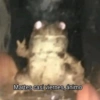Animales Facheritos 14