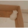 GATOS Cura depresión🙀💕 5