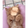 Peek a boo animals 🐶🐱🦊🐻🐯🦁🦈 7