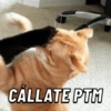 GATOS CURA DEPRESIÓN🙀😎🤠 13